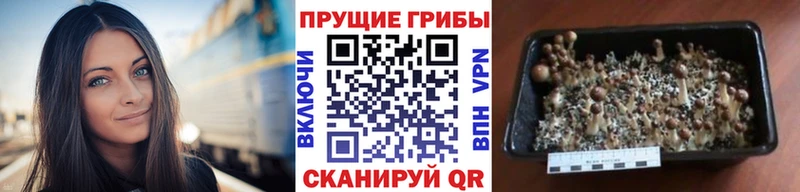 Галлюциногенные грибы Psilocybine cubensis  OMG как войти  Ак-Довурак 